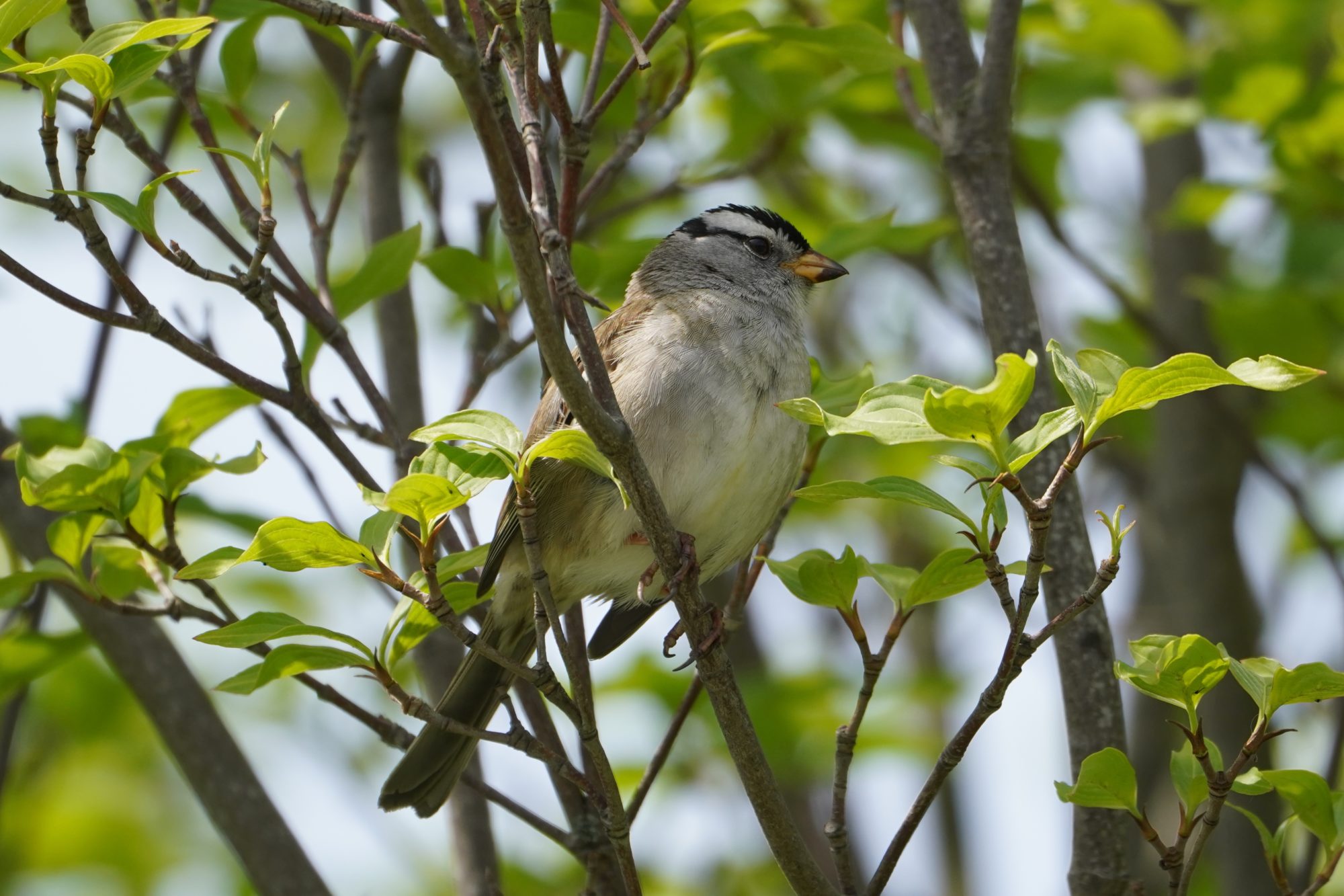 White-crowned Sparrow