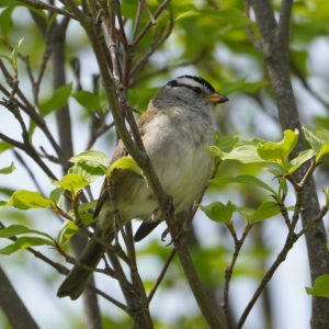 White-crowned Sparrow