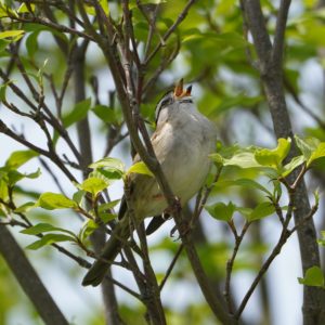 White-crowned Sparrow