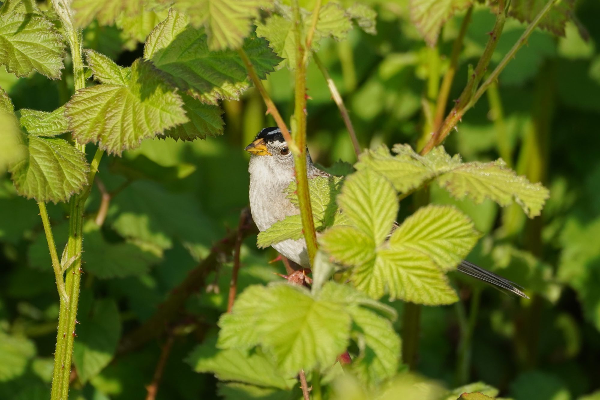 White-crowned Sparrow