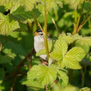 White-crowned Sparrow