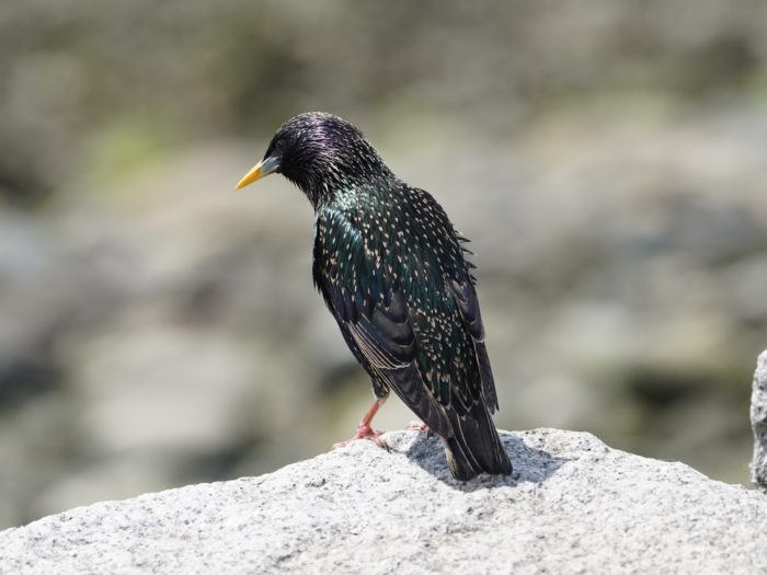 European Starling