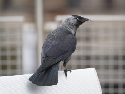 Jackdaw