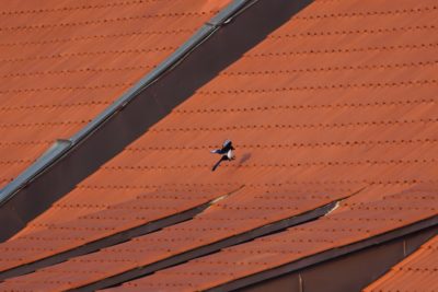Magpie on a roof