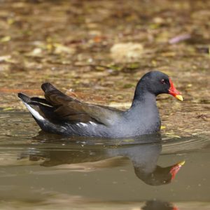 Eurasian Moorhen