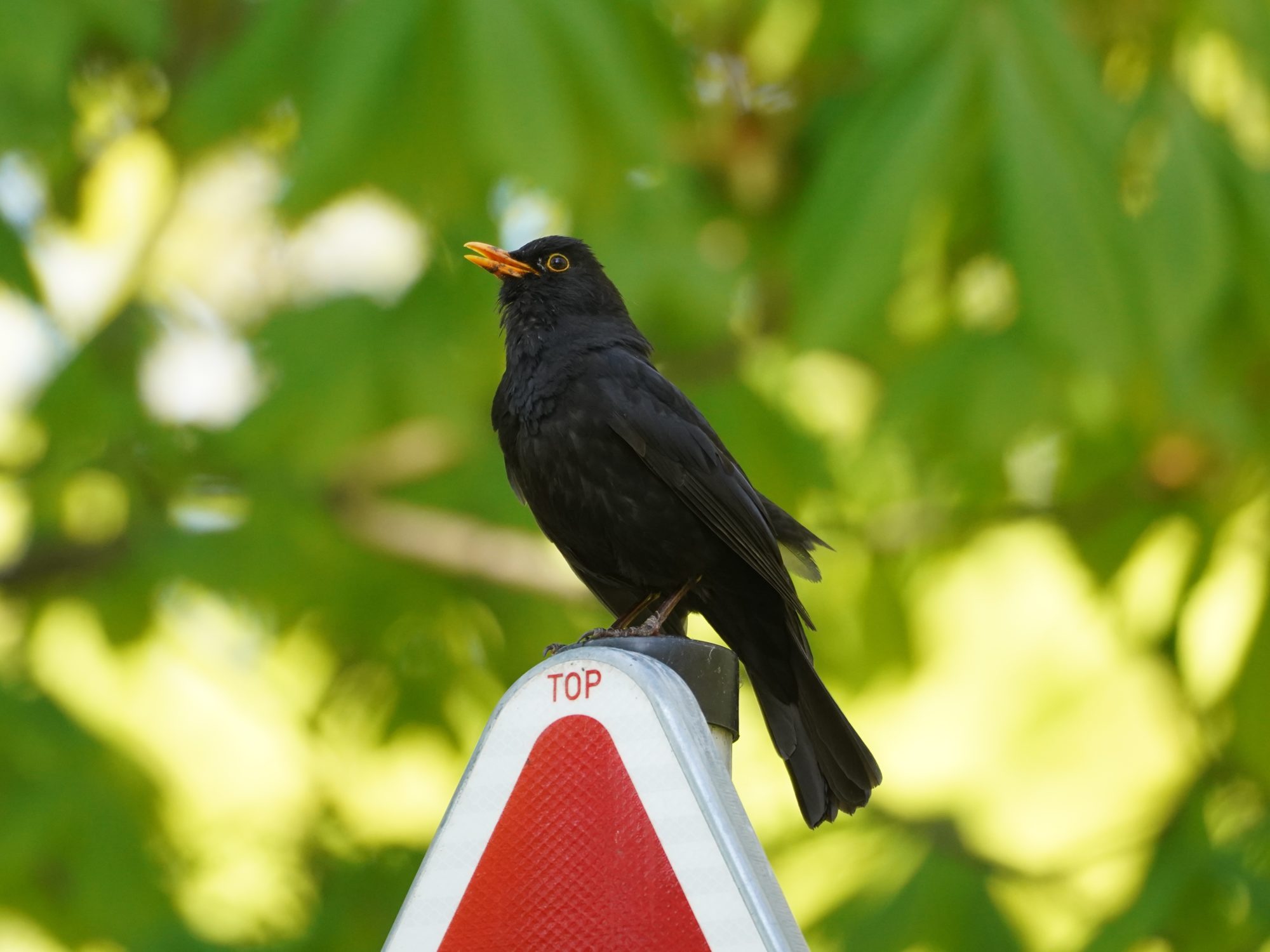 Singing Eurasian Blackbird