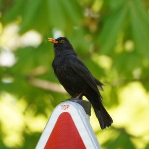 Singing Eurasian Blackbird