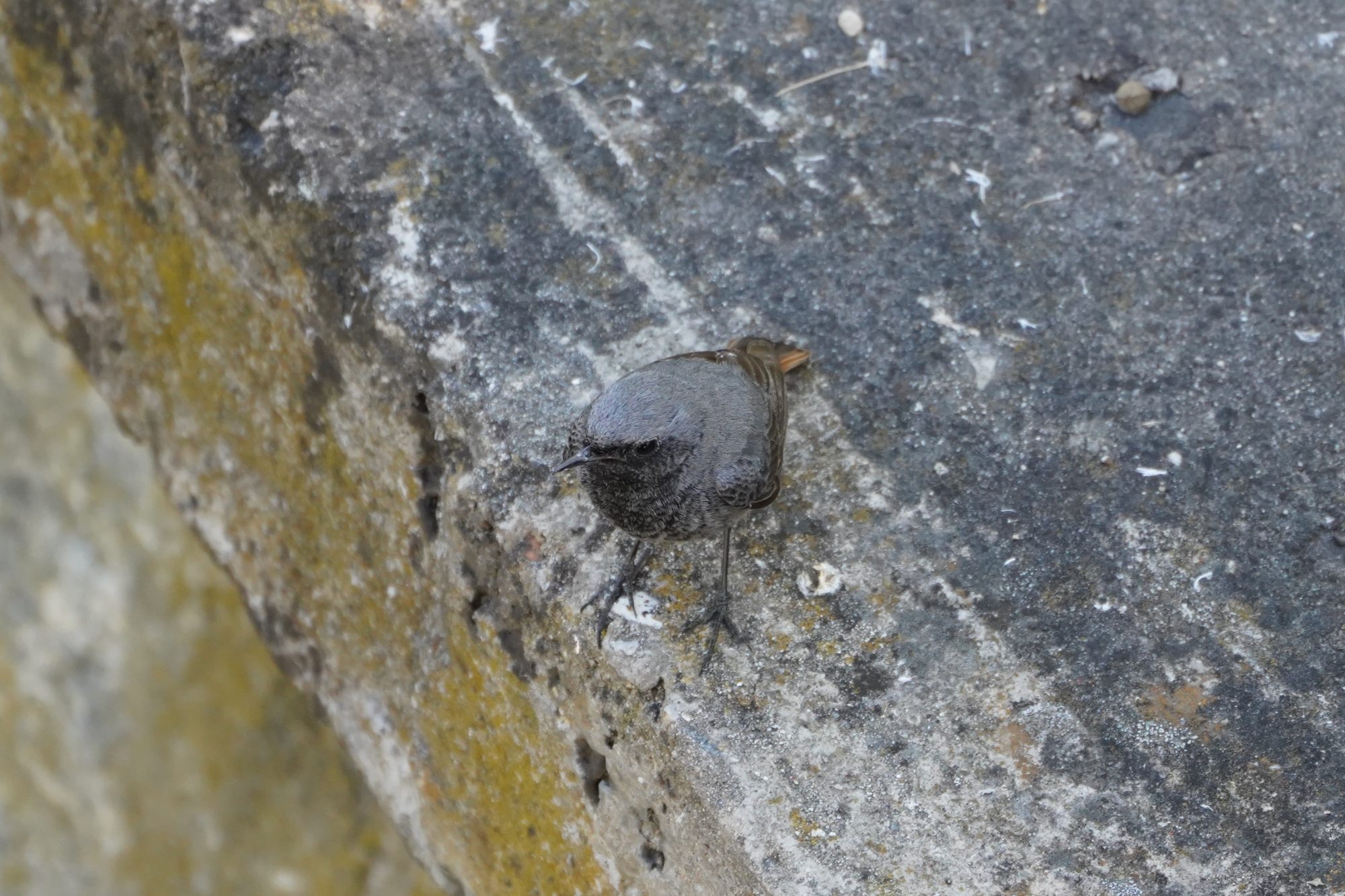 Black Redstart