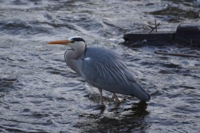 Grey Heron