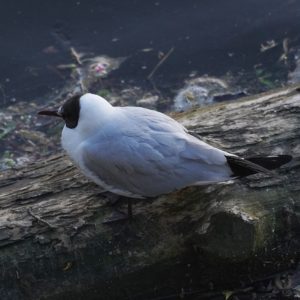 Black-headed Gull