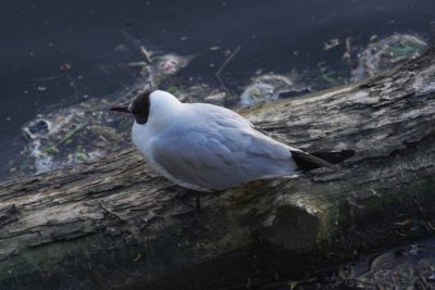 Black-headed Gull