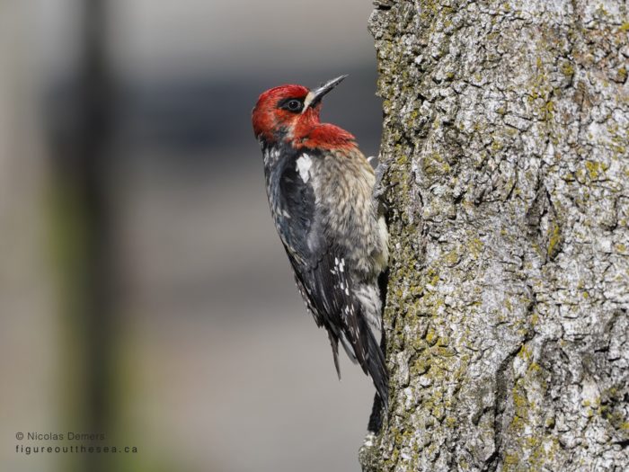 Red-breasted Sapsucker