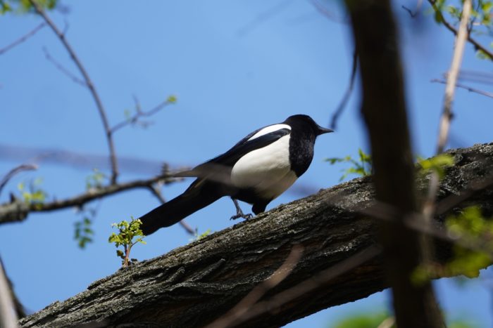 Eurasian Magpie