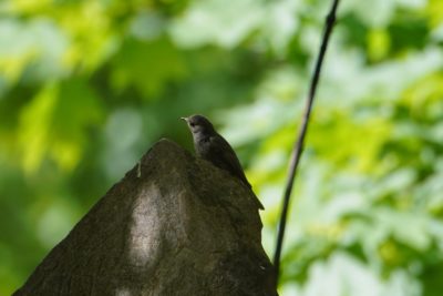 Black Redstart