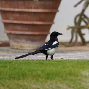 Eurasian Magpie