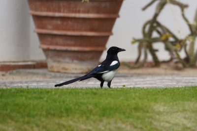 Eurasian Magpie