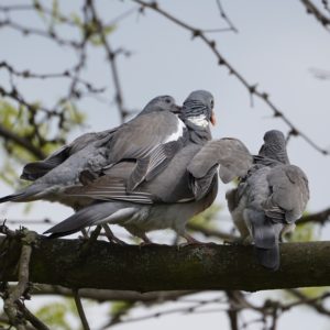 Three Wood Pigeons on a branch