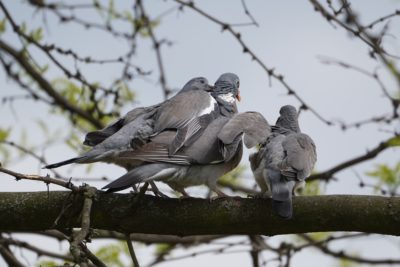 Three Wood Pigeons on a branch
