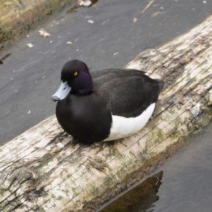 Tufted Duck