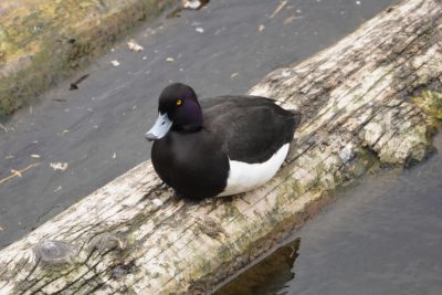 Tufted Duck