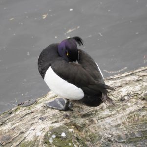 Tufted Duck