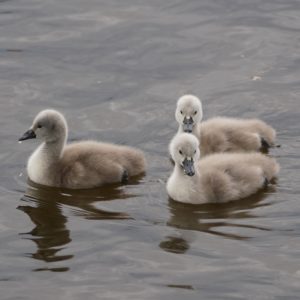 Three Mute Swan cygnets