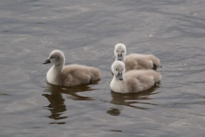 Three Mute Swan cygnets