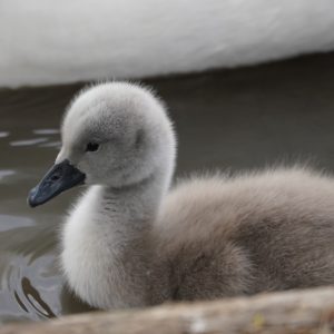 Mute Swan cygnet close up