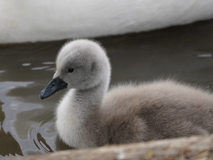 Mute Swan cygnet close up