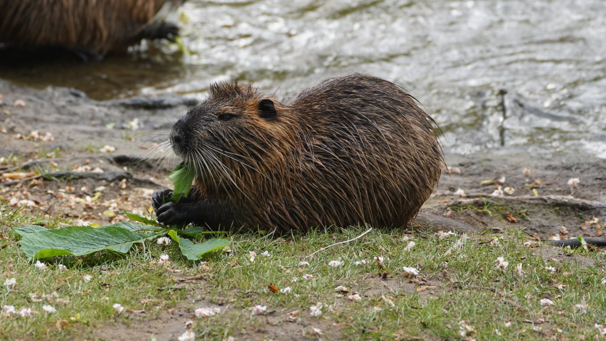 Muskrat eating leaves