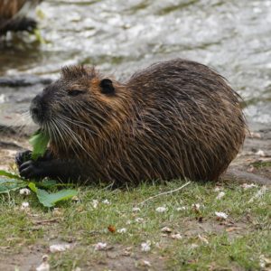 Muskrat eating leaves