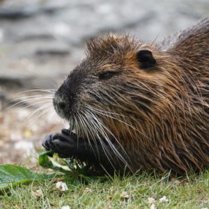 Muskrat eating some leaves