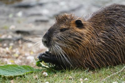 Muskrat eating some leaves