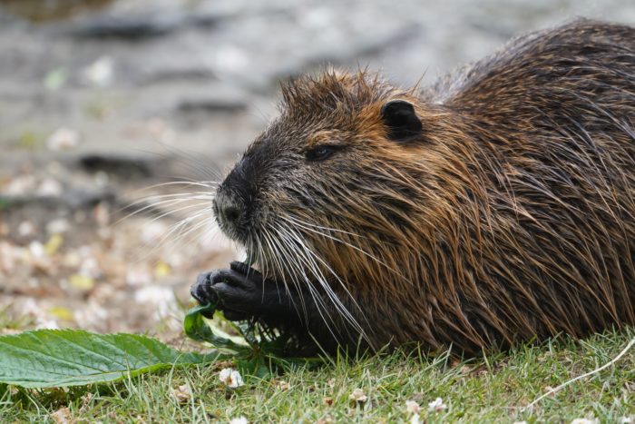 Muskrat eating some leaves