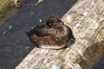 Tufted Duck, female