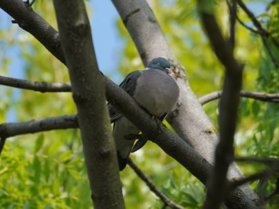 Sleeping Wood Pigeon in a tree