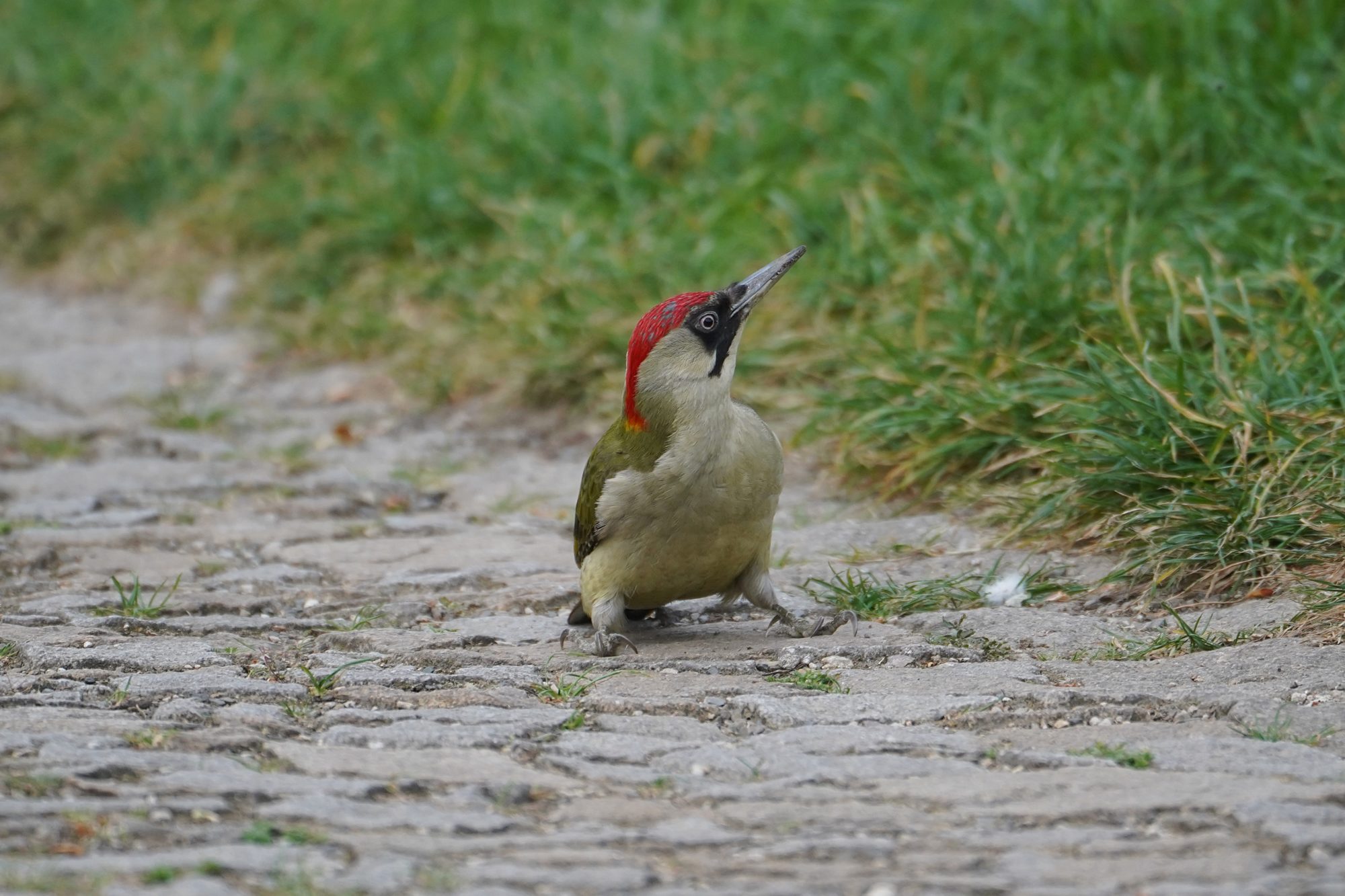 Eurasian Green Woodpecker on a trail
