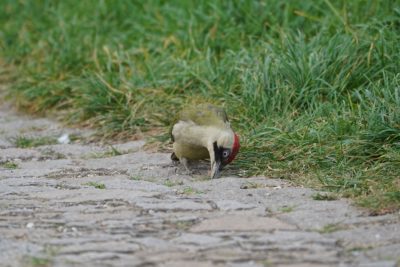 Eurasian Green Woodpecker digging