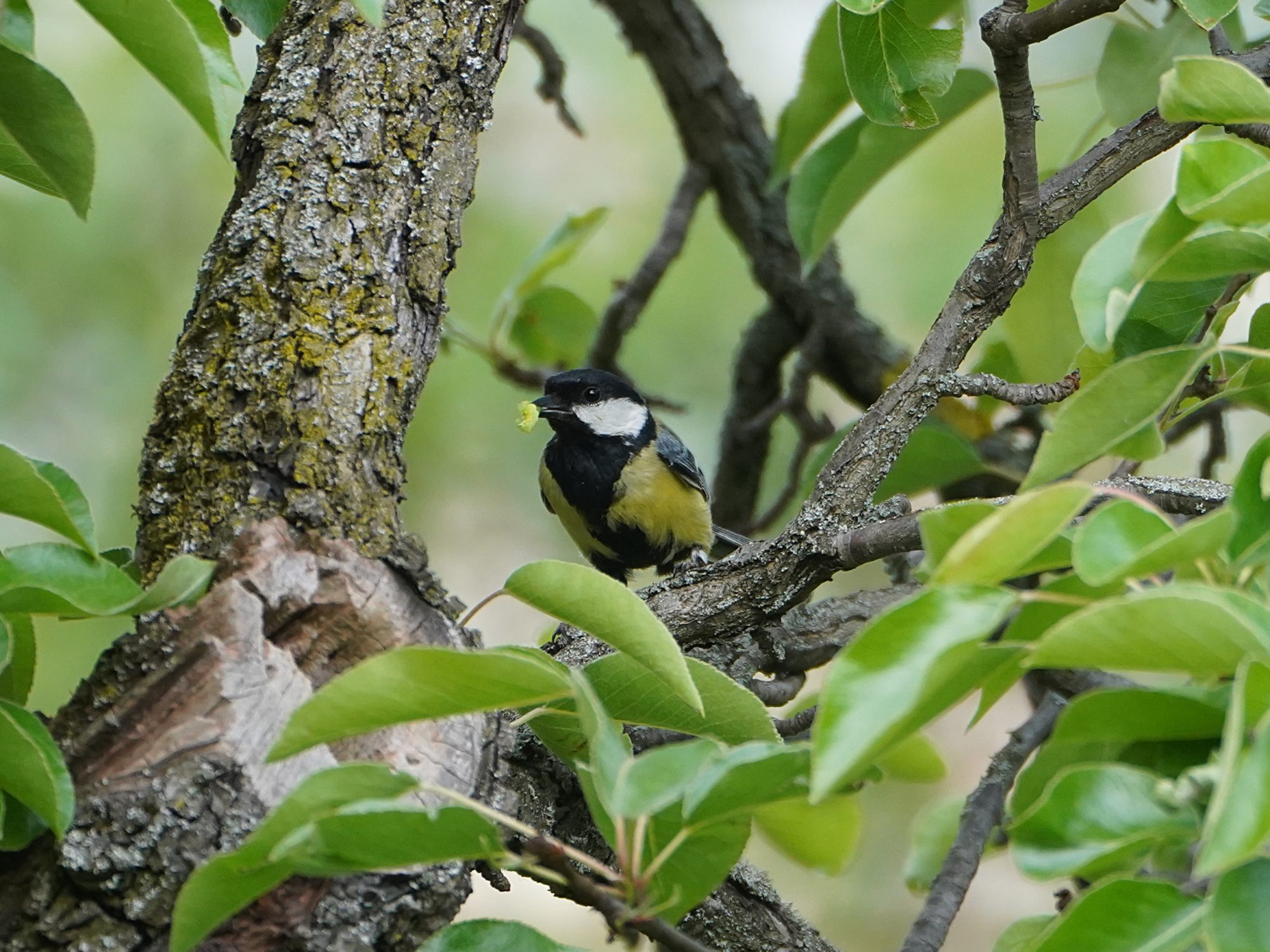 Great Tit with snack