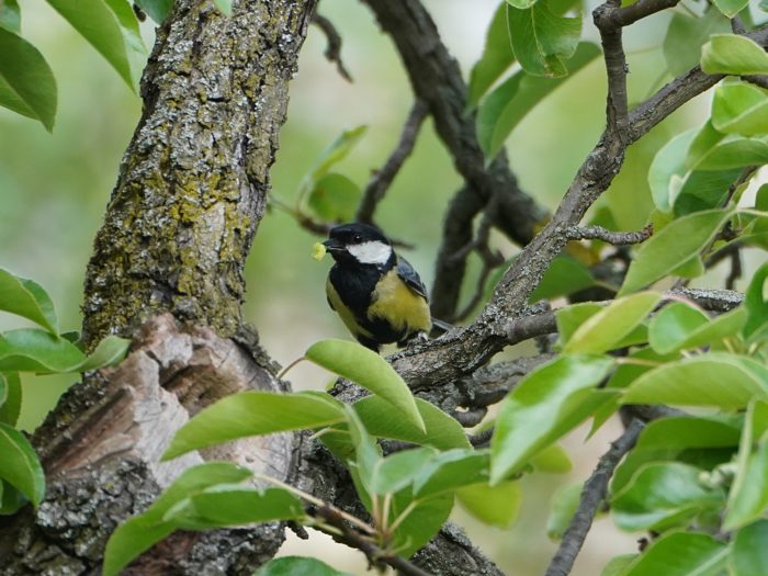 Great Tit with snack