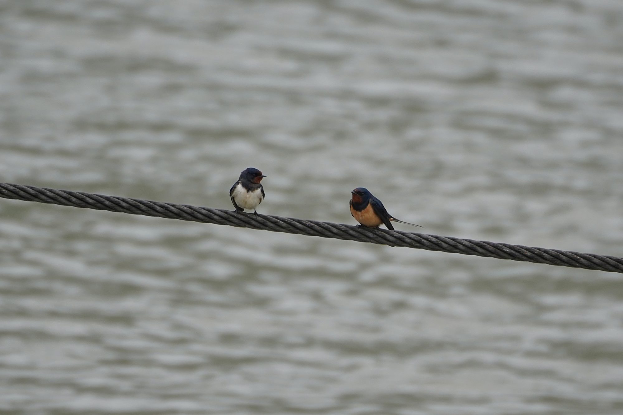 Two Barn Swallows on a cable by the river