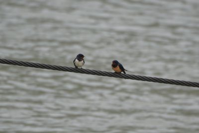 Two Barn Swallows on a cable by the river