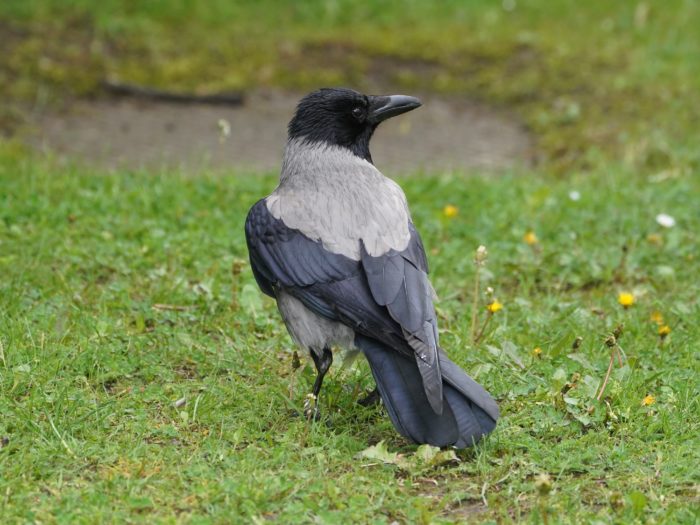 Hooded Crow, a crow with a grey back, turning its head to the right a bit