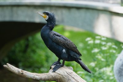 Great Cormorant: acormorant with dark blue body, pale cheeks and bill, and a small spiky crest