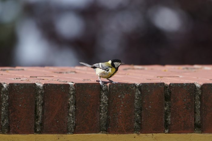 Great Tit, a little bird with yellow, black and white markings