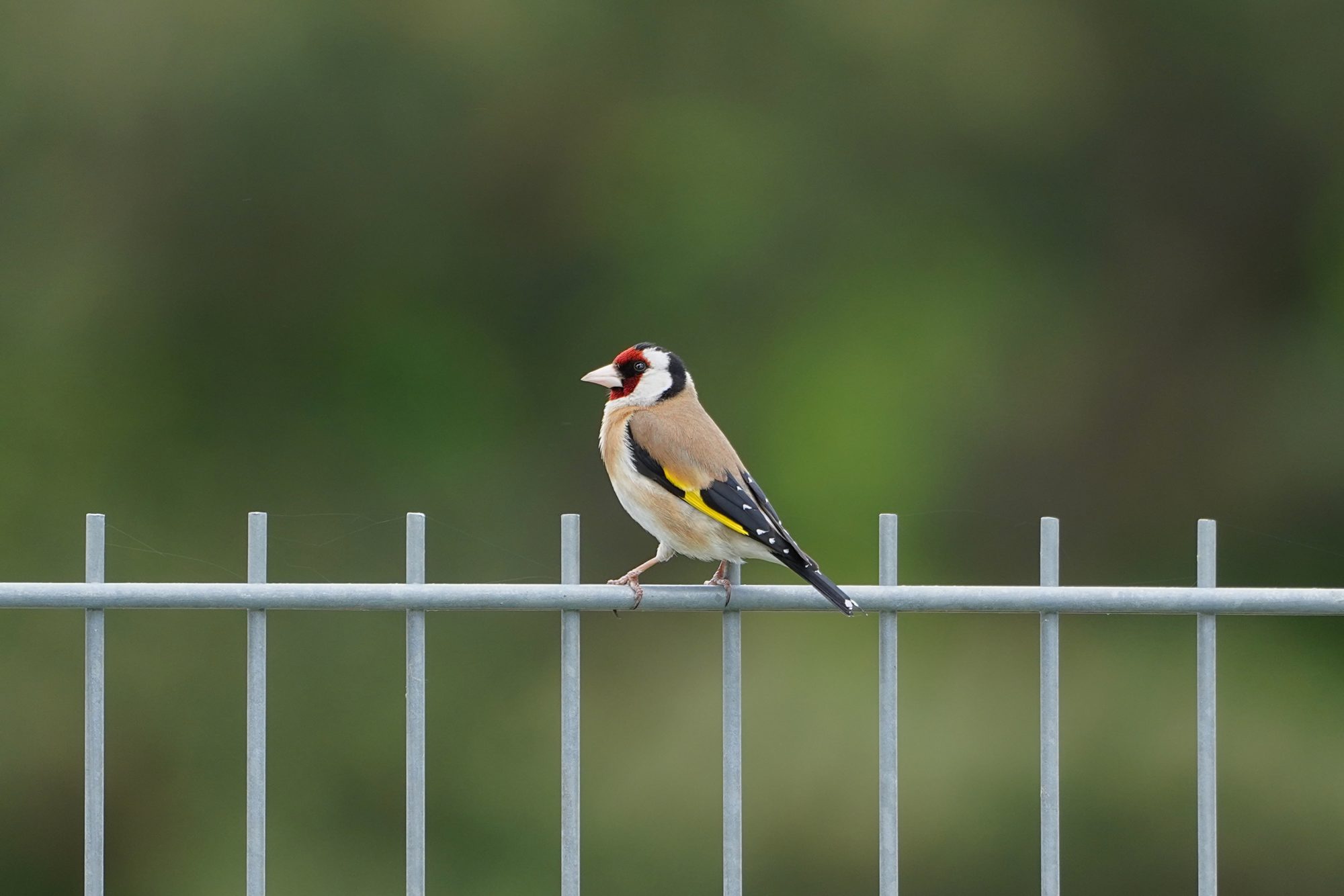 European Goldfinch, a bird with brown, red, white and yellow markings