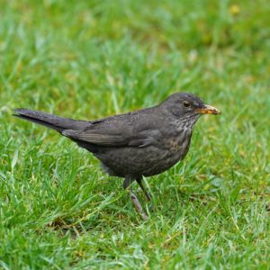Eurasian Blackbird, female. A grey bird with speckly throat, and prominent yellow eye ring and beak