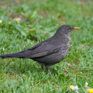Eurasian Blackbird, female. A grey bird with speckly throat, and prominent yellow eye ring and beak