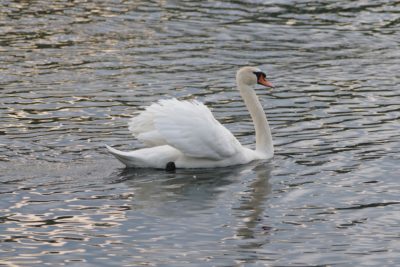 A swan swimming on the river