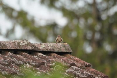A European Tree Sparrow on a tiled roof